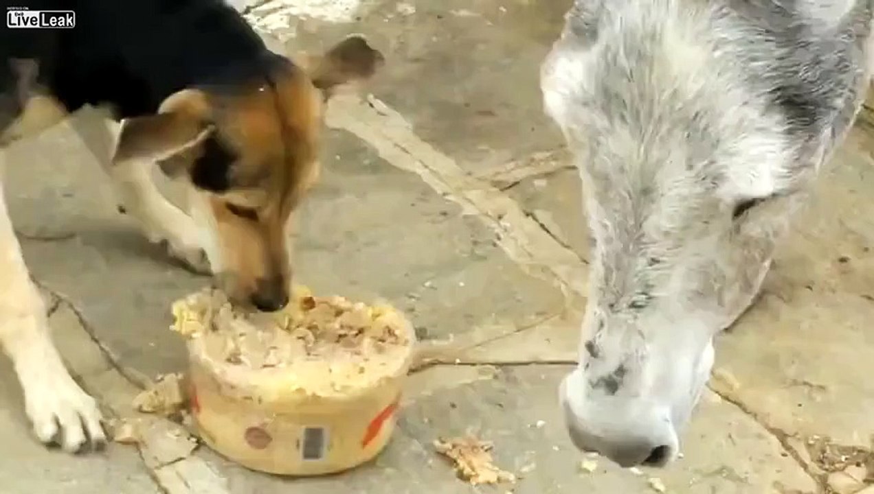 Eşeğin Köpekten İntikamı Kötü Oldu