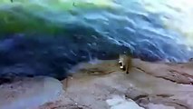 [Cat cute] Clever Fishing Cat funny keep the big fish - sea - lake