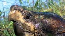 Alligator Snapping Turtle vs Common Snapping Turtle