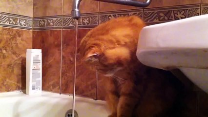 Кот моет голову!