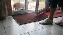 Polite Puppy Wipes Paws - Funny & Awesome ! - Умный Пес Вытирает Лапы - Супер Жесть !