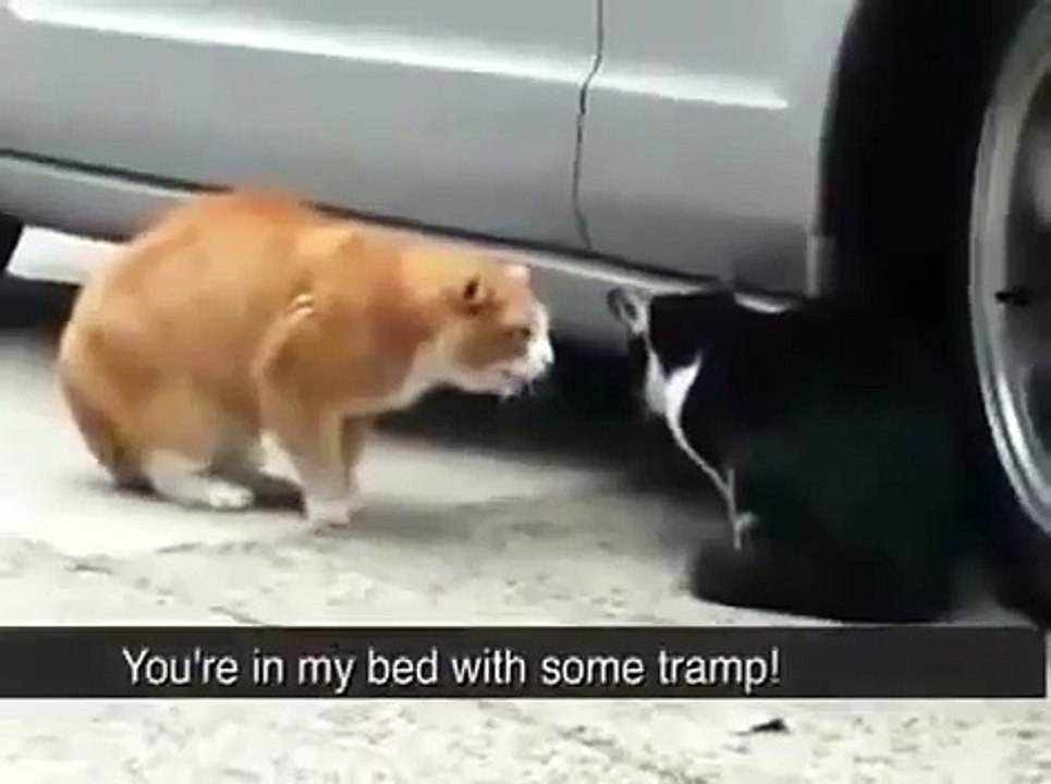 Very Angry Cats lol lmao