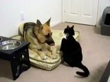 ► Gato Loco Ataca Perro ► NO TIENE MIEDO!! humor gatos - video divertido gatos - RISA GATOS