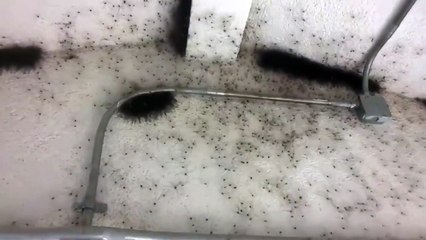 Полная комната пауков!