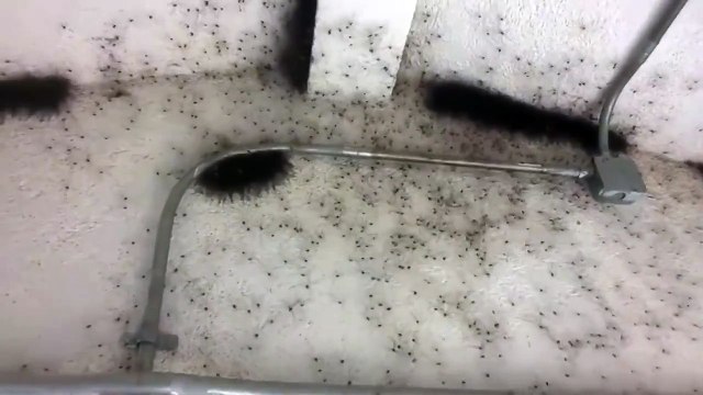 Полная комната пауков!