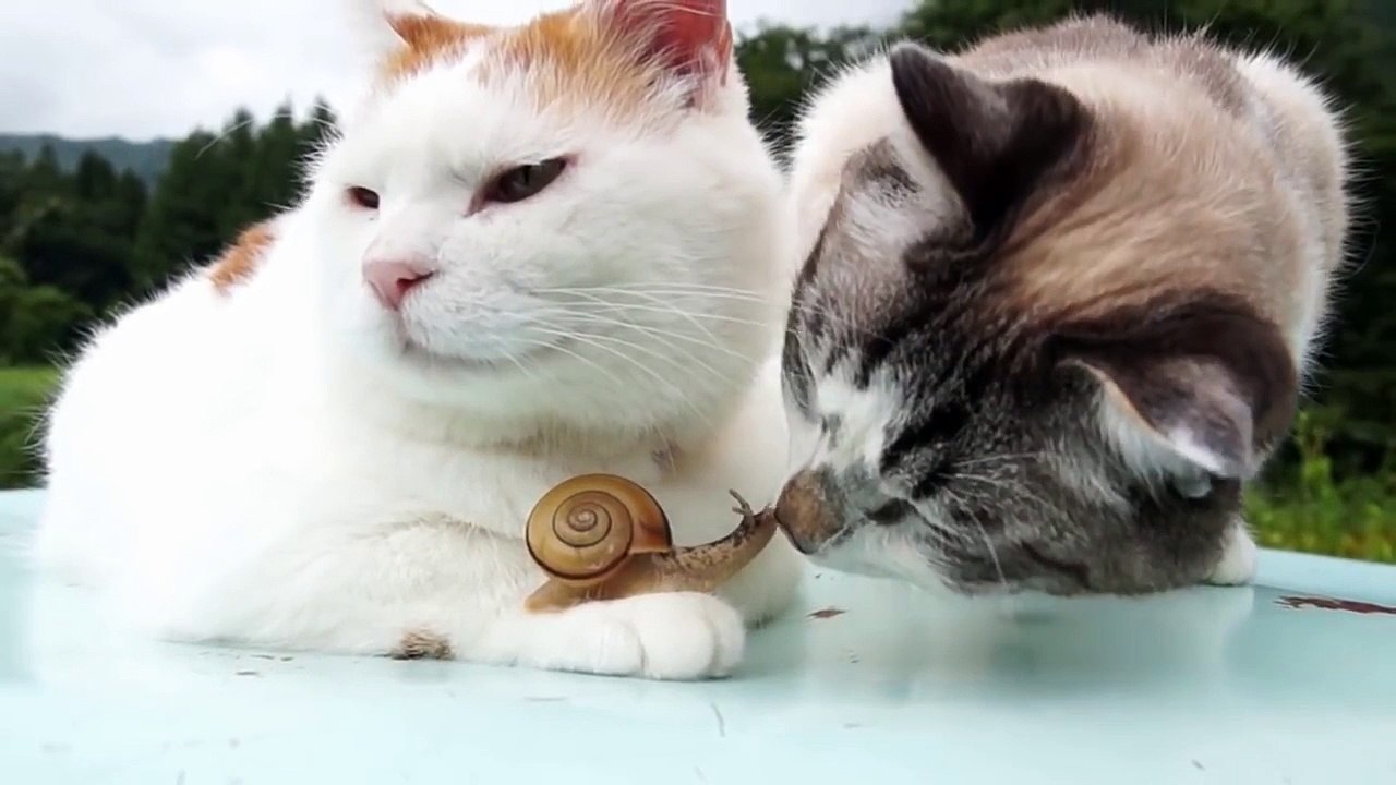 Кот и улитка