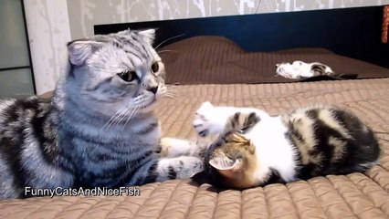 Милый котеночек играет с маминым хвостом!