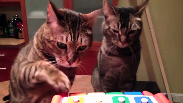 Музыкальный дуэт!