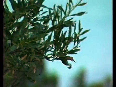 Александр Маршал & Ариана - Я тебя никогда не забуду (Low)