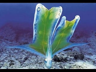 Топ 10 самых странных животных Земли!