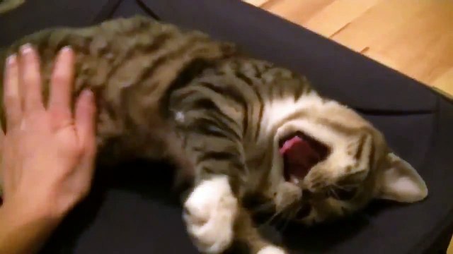 Смешной, говорящий котёнок позитив на весь день!