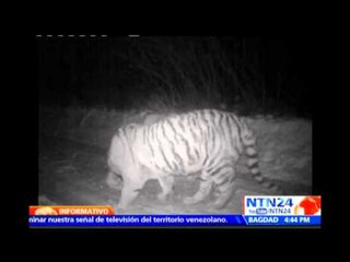 Tigre siberiano de Vladimir Putin es sorprendido comiendo un perro en China