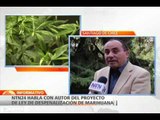 Diputado chileno habla sobre proyecto de ley que propone uso de marihuana medicinal y recreativo