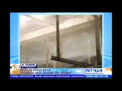 Científicos revelan impresionantes imágenes del edificio con la telaraña más grande del mundo