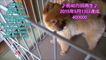 レインツリーの国 巨大POP　西内まりや 玉森裕太 直筆サイン 2015.10.10.