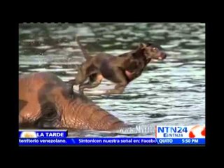 Increíble amistad entre un elefante huérfano y una perra de raza labrador