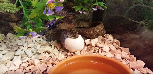 Snake Gobbles a Whole Egg at Once