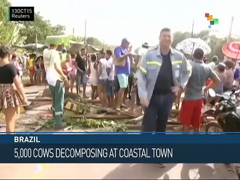 Brazil: 5,000 Cows Rotting on Beach in Coastal Town