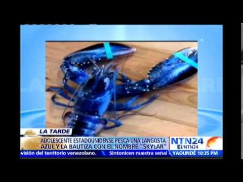 Extraño hallazgo: niña de 14 años captura a una langosta azul mientras pescaba en Maine, EE.UU.