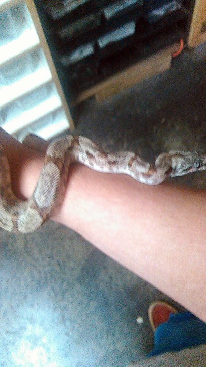 Morzan the red tail boa