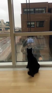 Un chaton et un laveur de vitres deviennent les meilleurs amis du monde