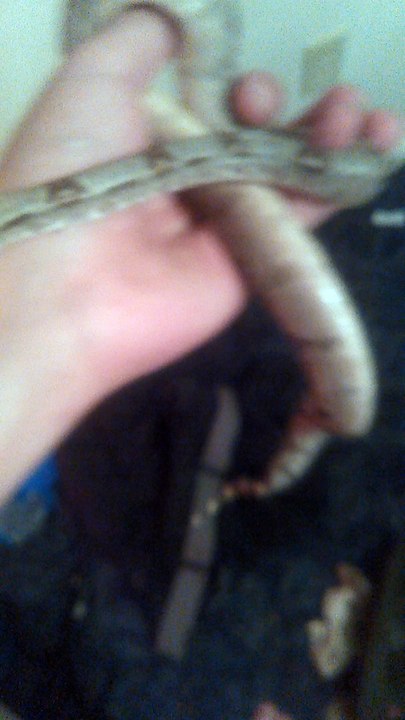 Selena the red tail boa pt2