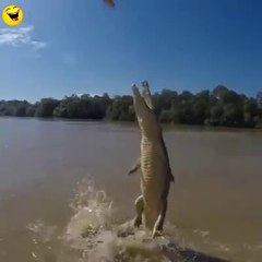 How high can an alligator jump-Funny Prank Comedy