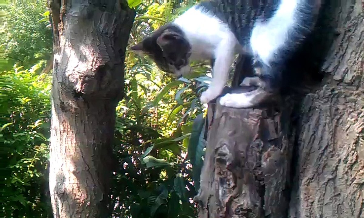kitten come down from tree