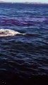 Un grand requin blanc attaque un phoque et laisse une marre de sang au milieu de l'océan...