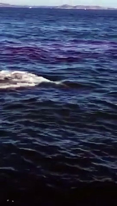 Un grand requin blanc attaque un phoque et laisse une marre de sang au milieu de l'océan...