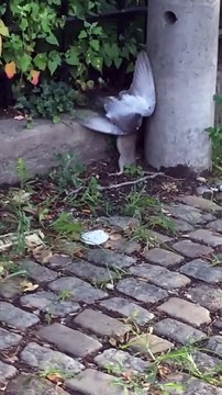 Combat violent entre un rat et un pigeon dans les rues de New York