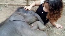 Touching video of Baby Elephant sleeping on woman's knees