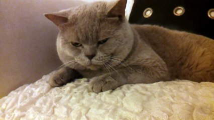 Наши беседы с котом британским говорящим