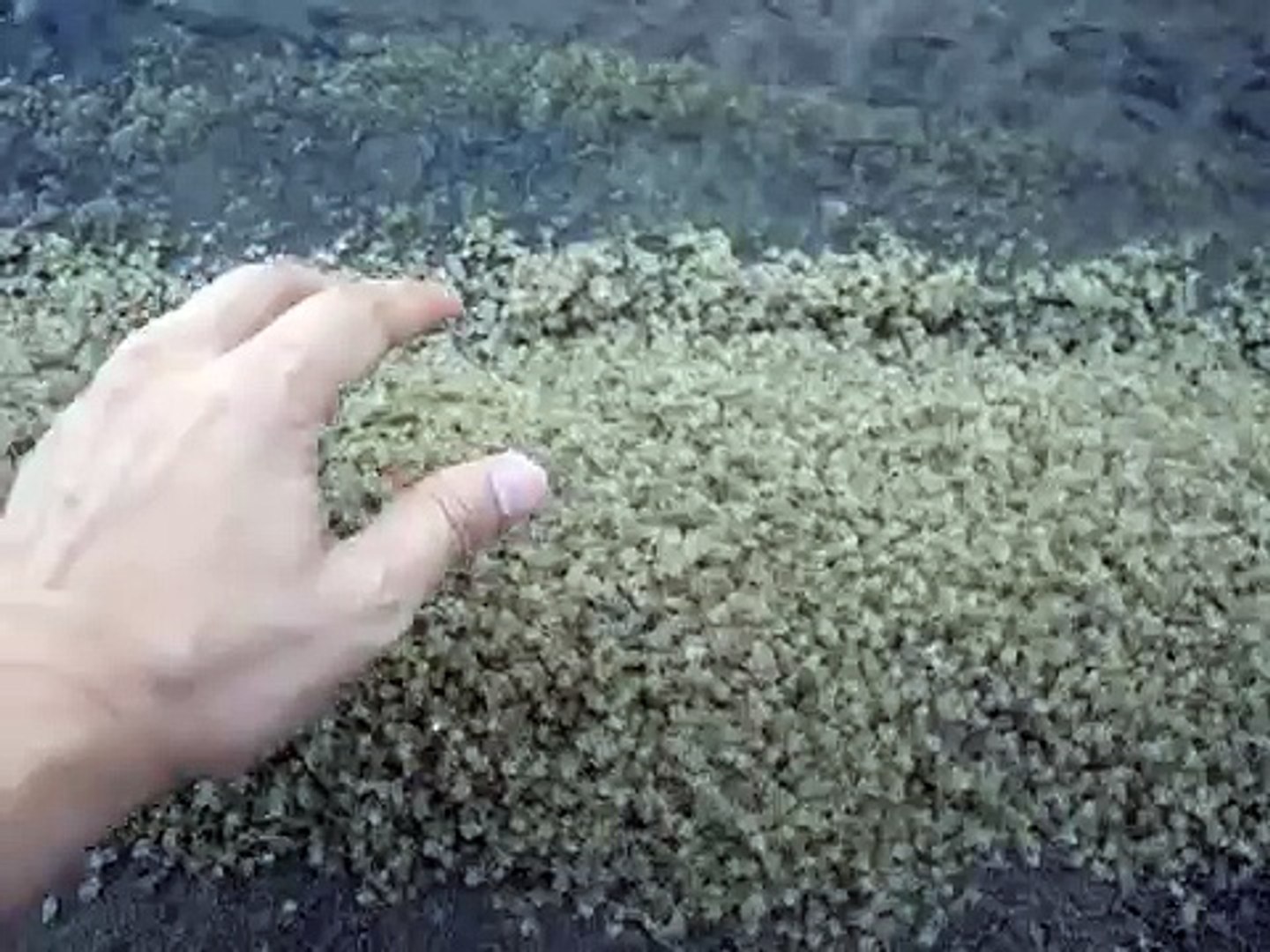 Bebe Crabe Plage Bali Video Dailymotion