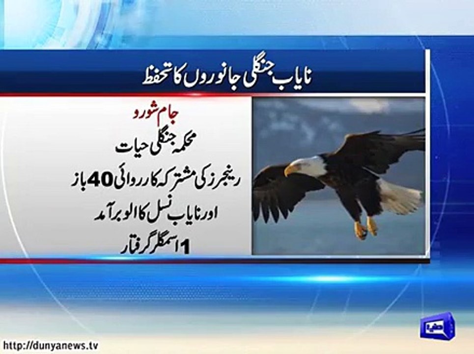 Dunya News- 40 hawks, one rare owl recovered from Jamshoro.