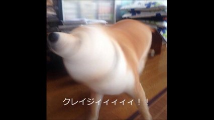 [面白画像]柴犬をドリルにして遊んでる！？