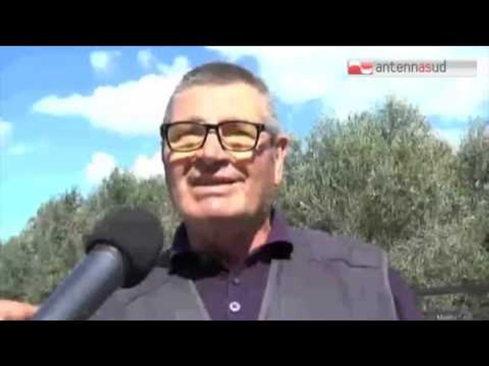 Tg Antenna Sud - Xylella, la rivolta  degli agricoltori salentini