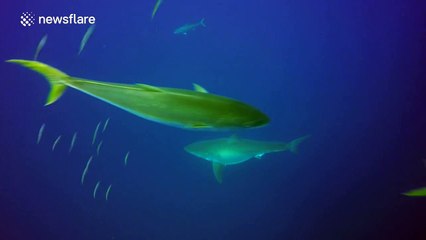 Powerful great white shark filmed breaching the surface from underwater