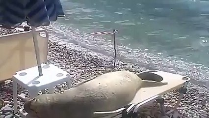 Ce lion de mer m'a trop tué ! A voir !