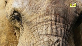 Nos Éléphants d'Afrique