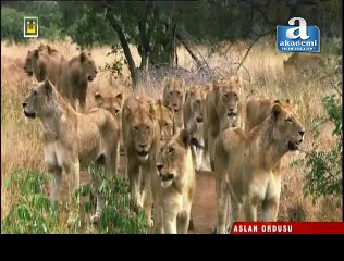 Belgesel Aslan Ordusu
