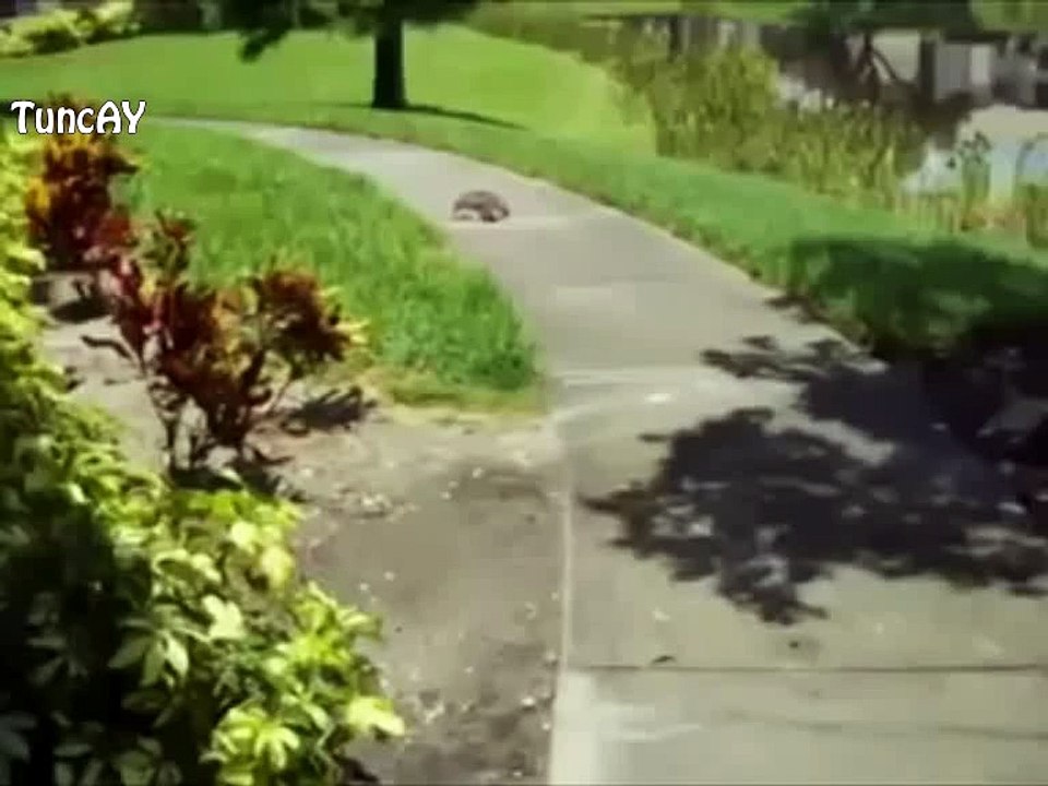 Hic bukadar hizli giden kaplumbaga görmemisinizdir.