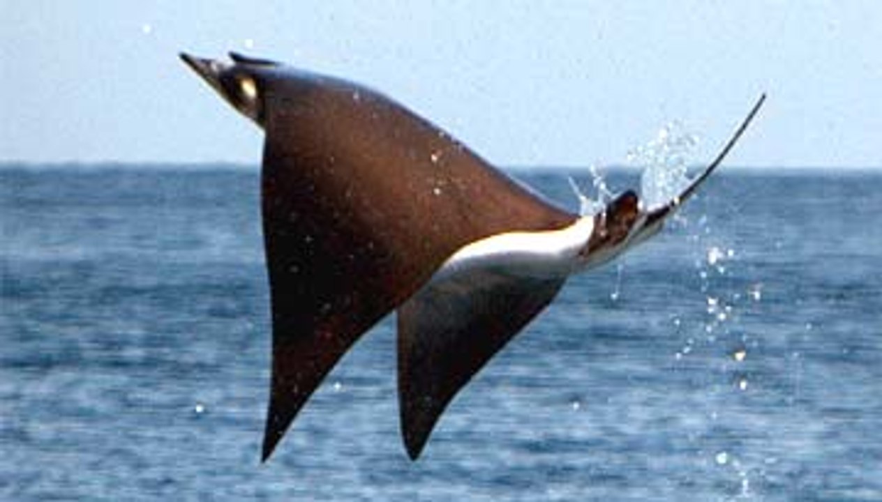 Mobula Fish in Pasni