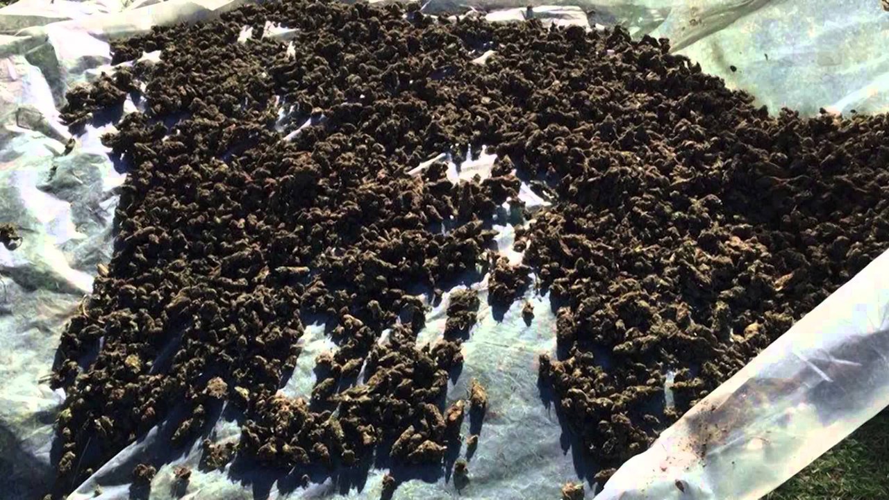 Vlorë, sekuestrohen 207 kg kanabis dhe 2 armë, arrestohen 8 persona