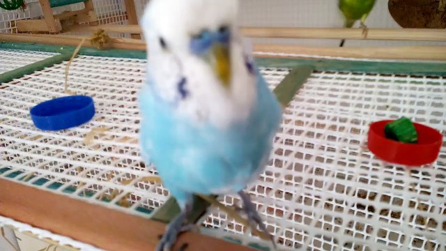 la mue chez la perruche ondulée