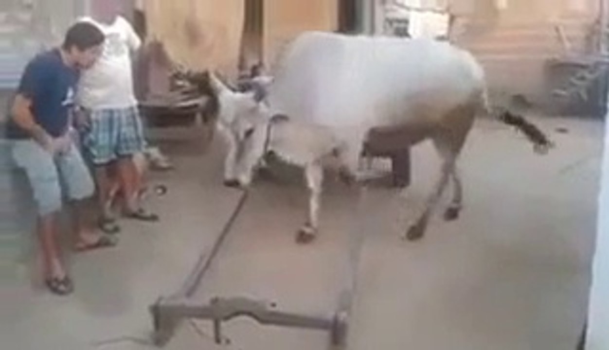 Most Talented bull