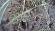 Une vidéo qui fera frissonner tous les phobiques des serpents !