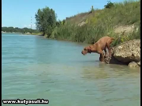 Alcuni cani arrivano in spiaggia: cio' che fanno vi cambiera' la giornata!
