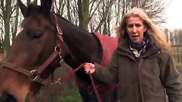 Questi cavalli sono stati separati per 4 anni: ecco cosa avviene quando si incontrano