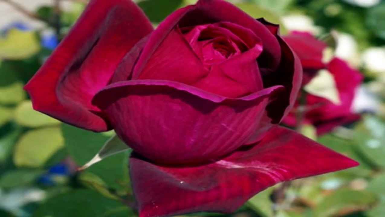 Ernesto Cortazar - SECRETS OF MY HEART Dailymotion